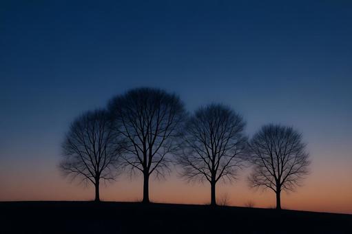 夕暮れ並木の影 夕暮れ並木の影の写真