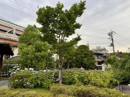 堀切菖蒲園　曇り空の下咲き誇る花菖蒲 5月,花畑,バイオレットの写真素材