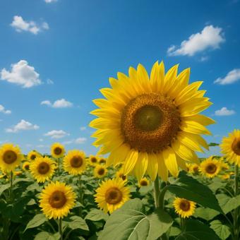 青空に咲き誇るひまわり畑の写真