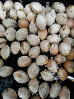 銀杏 砂利,背景,テクスチャの写真素材