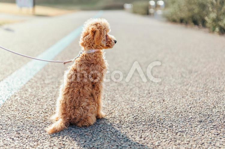 散歩するトイプードル（横顔） 犬,ペット,トイプードルの写真素材