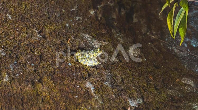 アマミイシカワガエル カエル,爬虫類,夜行性の写真素材