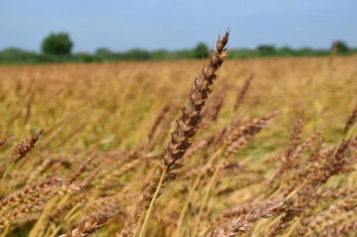 黄金色のムギ畑 黄金色のムギ畑,ムギ畑,麦畑の写真素材