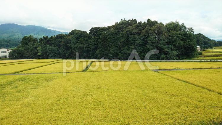 田園風景 田園風景,田園,田んぼの写真素材
