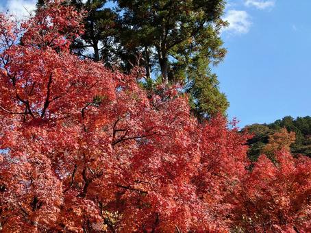 南禅寺参道の紅葉 南禅寺参道の紅葉の写真