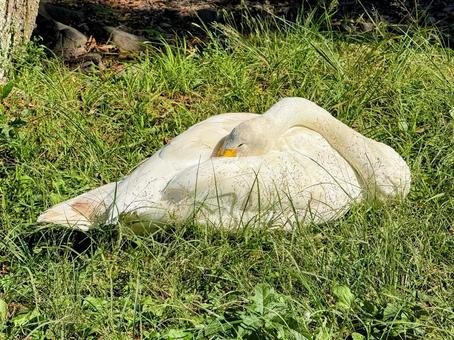 羽繕いの最中にうっかり眠ってしまった白鳥 羽繕いの最中にうっかり眠ってしまった白鳥の写真