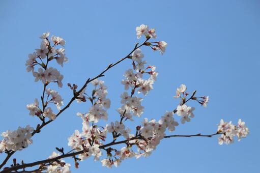 満開の桜 sakura,桜,さくらの写真素材