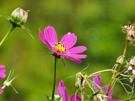 コスモス 紫色の花 コスモス 紫色の花 コスモス,花,夏の写真素材