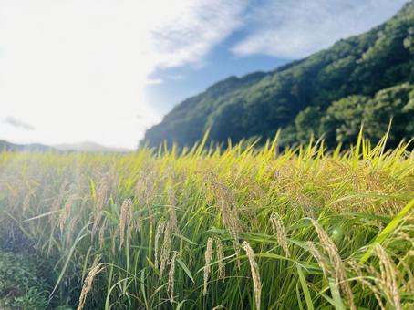 秋 田んぼと空 秋 田んぼと空 稲穂,秋,新米の写真素材