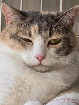 まったりする猫 猫,ネコ,三毛猫の写真素材