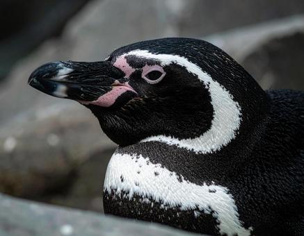 昼寝するペンギンの横顔 昼寝するペンギンの横顔の写真