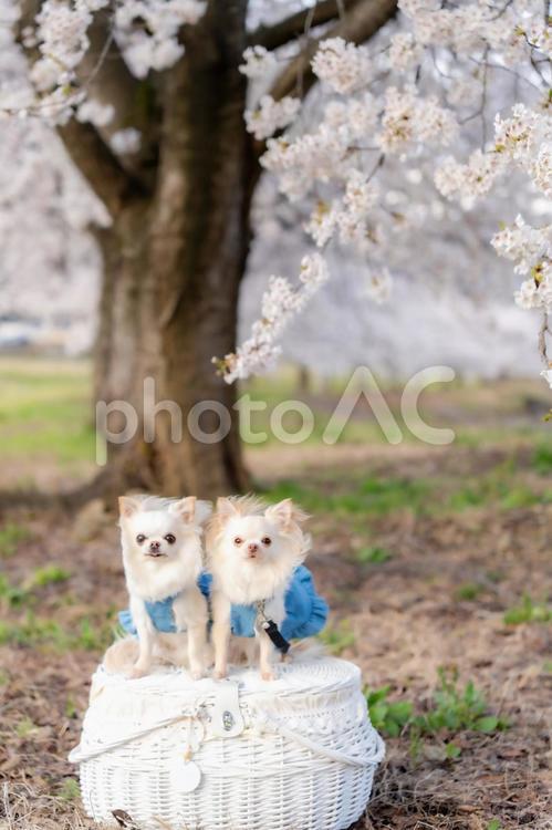桜とチワワたち_2 桜,さくら,春の写真素材