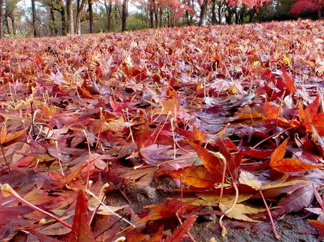 赤いじゅうたん３ 赤いじゅうたん,絨毯,紅葉の写真素材