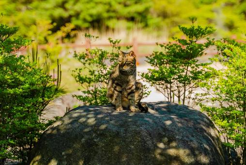 【長崎】雲仙地獄で出会った猫 【長崎】雲仙地獄で出会った猫の写真
