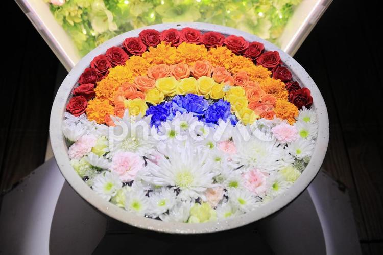 あしかがフラワーパークの光の花手水 あしかがフラワーパーク,花手水,栃木県の写真素材