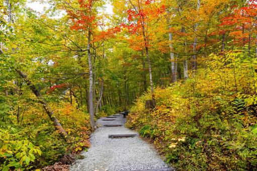 森の紅葉⑵ 森,木々,紅葉の写真素材