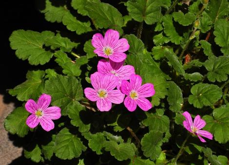 ピンクの花 ピンクの花の写真