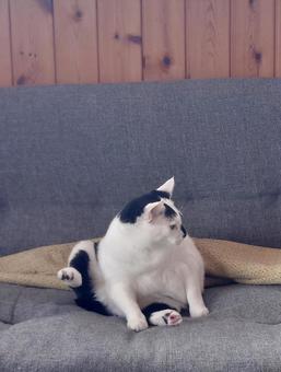 毛づくろいの途中で何かを発見した猫 毛づくろいの途中で何かを発見した猫の写真