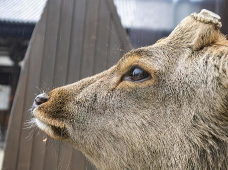 曇天を仰ぐ鹿のまなざし 奈良公園,鹿,横顔の写真素材