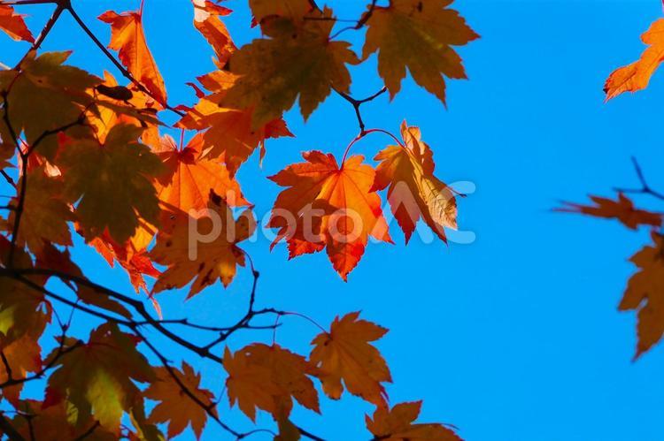 紅葉と青空で秋のイメージ 紅,かえで,青空の写真素材