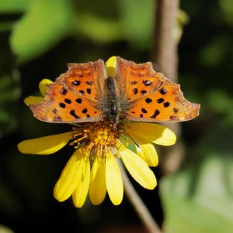 ツワブキの花とキタテハ 蝶,自然,風景の写真素材