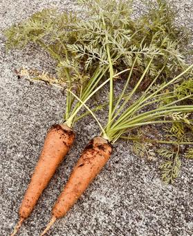 採れたての人参 採れたての人参 人参,野菜,土の写真素材