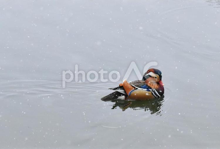 オシドリ　鴛鴦　おしどり　冬　鳥　雪　池　ハガキ　はがき　 オシドリ,鴛鴦,おしどりの写真素材
