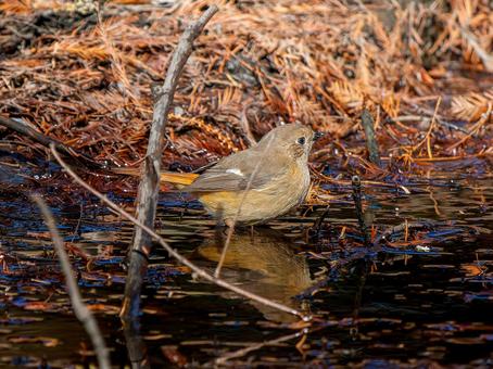 A female Daurian redstart perched on a branch, JPG A female Daurian redstart perched on a branch, JPG