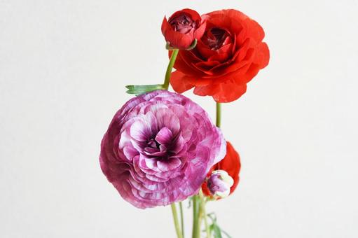 赤と紫のラナンキュラス ラナンキュラス,赤,紫の写真素材