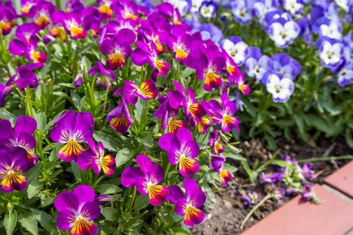 Pansy flowerbed, JPG Pansy flowerbed, JPG