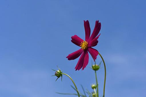 コスモス街道で撮ったコスモスの花 コスモス街道で撮ったコスモスの花の写真