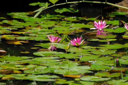 Water Lily (71), JPG