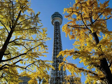黄色いイチョウとマリンタワー 黄色いイチョウとマリンタワー 横浜,山下公園,秋の写真素材
