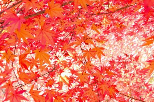 綺麗なもみじの紅葉 そのまんま公園,小高い丘,紅葉の写真素材