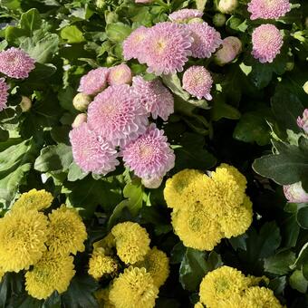 花★菊（ポットマム） 菊,ポットマム,黄色の写真素材