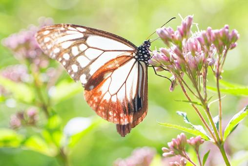 翅が透けるアサギマダラの雄 翅が透けるアサギマダラの雄 アサギマダラ,浅葱斑,渡り蝶の写真素材