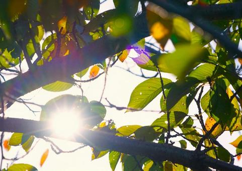 色づく木の葉③ 木の葉,日光,色づきの写真素材