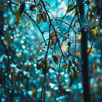 朝露のジャングル 朝露のジャングルの写真