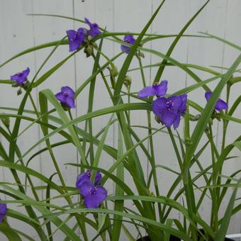 ムラサキツユクサの花 ムラサキツユクサの花の写真