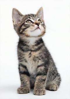 ちょこんと座る可愛い子猫の写真