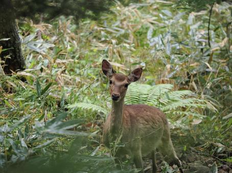 Photo, deer, sika deer, animal, 