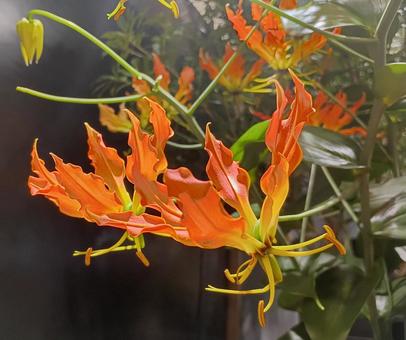 グロリオサ グロリオサ,花,植物の写真素材
