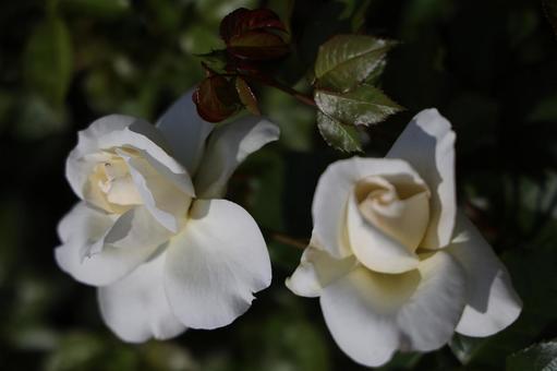 白バラと光と影 バラ,薔薇,白の写真素材