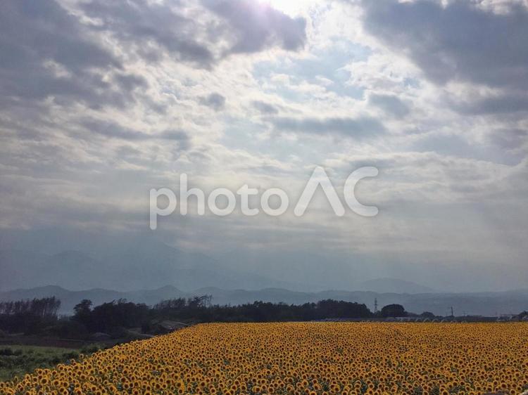 ひまわり畑と天使の橋・その2 ヒマワリ,ひまわり,山梨の写真素材