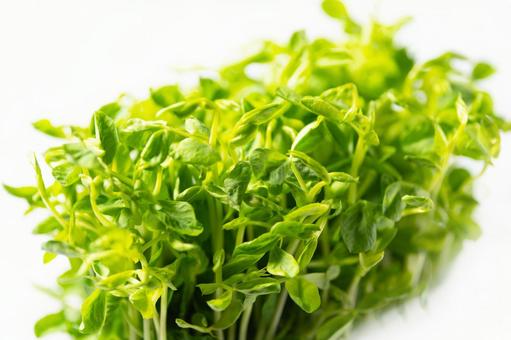 豆苗(とうみょう) 豆苗(とうみょう)の写真