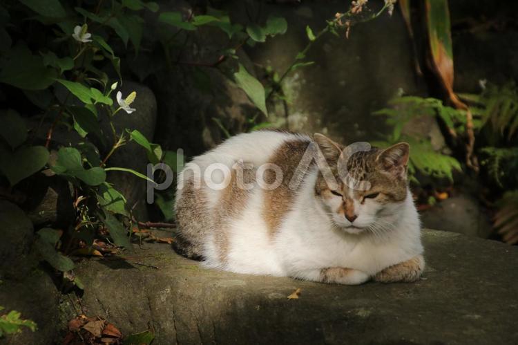江の島の猫6 江の島,自然,可愛いの写真素材