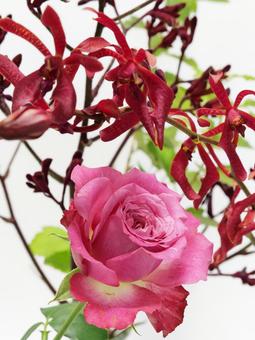 バラとランの花 バラとランの花 花,バラ,ランの写真素材