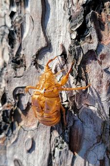Photo, cicadian shell, semi, scrap, 