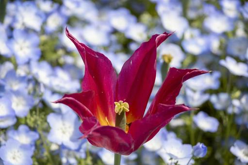 チューリップ ネモフィラ チューリップ,ネモフィラ,花の写真素材