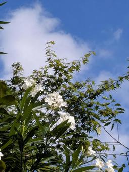 Summer sky, JPG